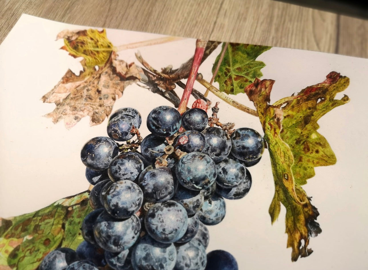 Realistic Watercolour Painting of Grapes – A3