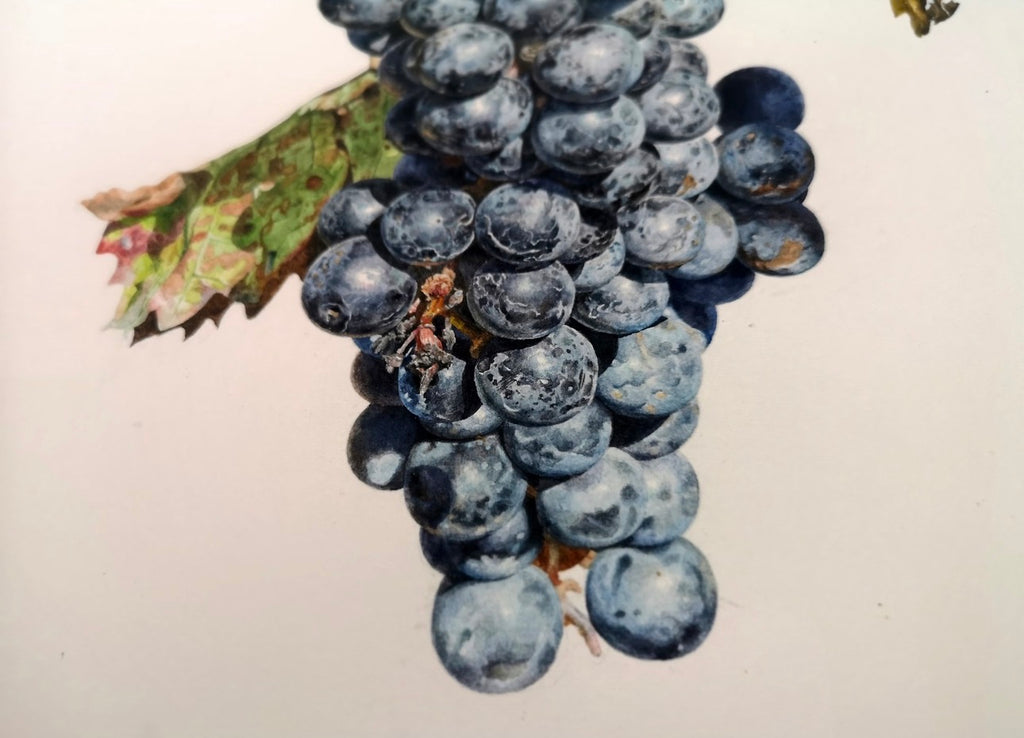 Realistic Watercolour Painting of Grapes – A3