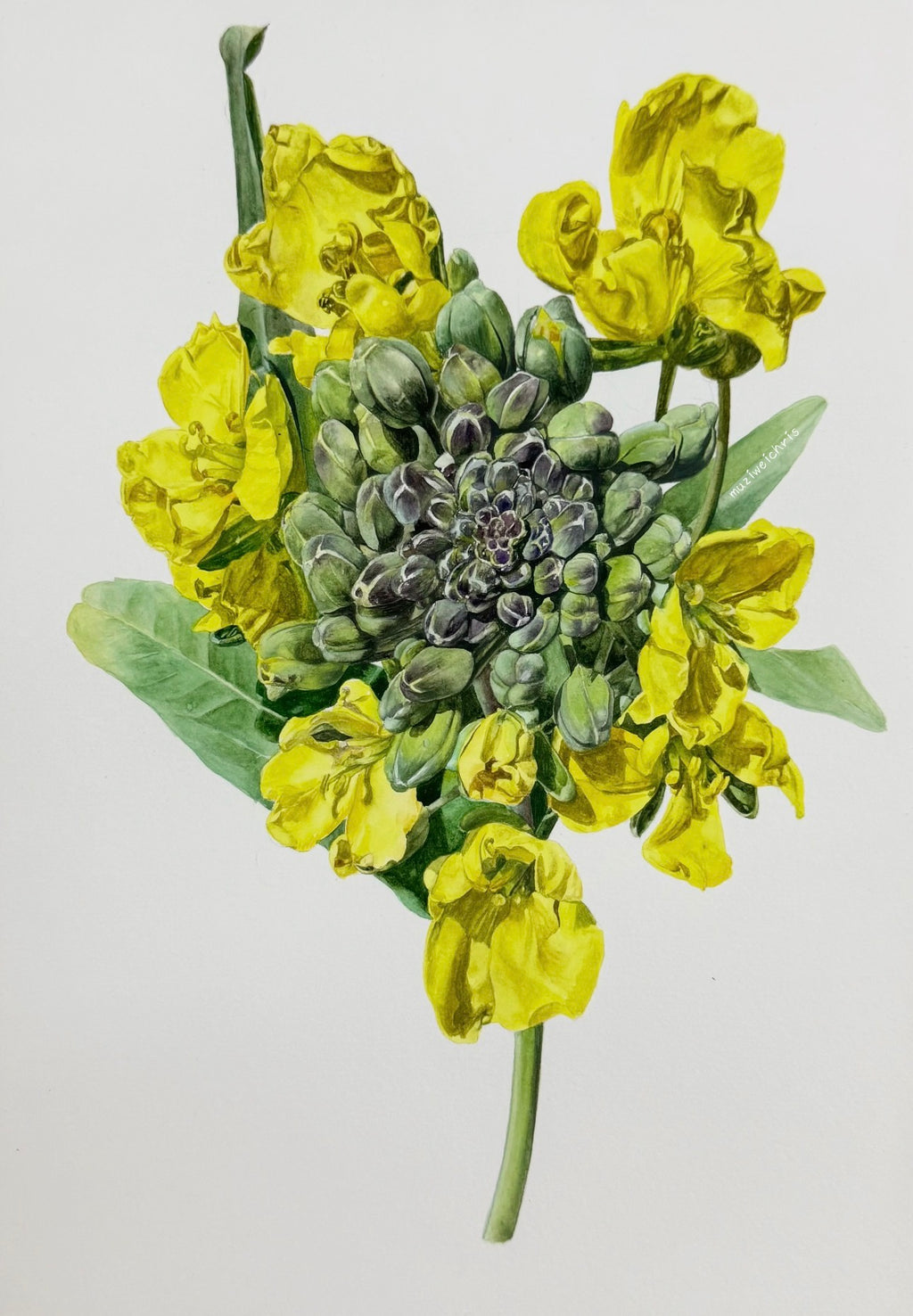 Botanical Rapeseed Blossom Watercolour Painting – 70 × 50 cm
