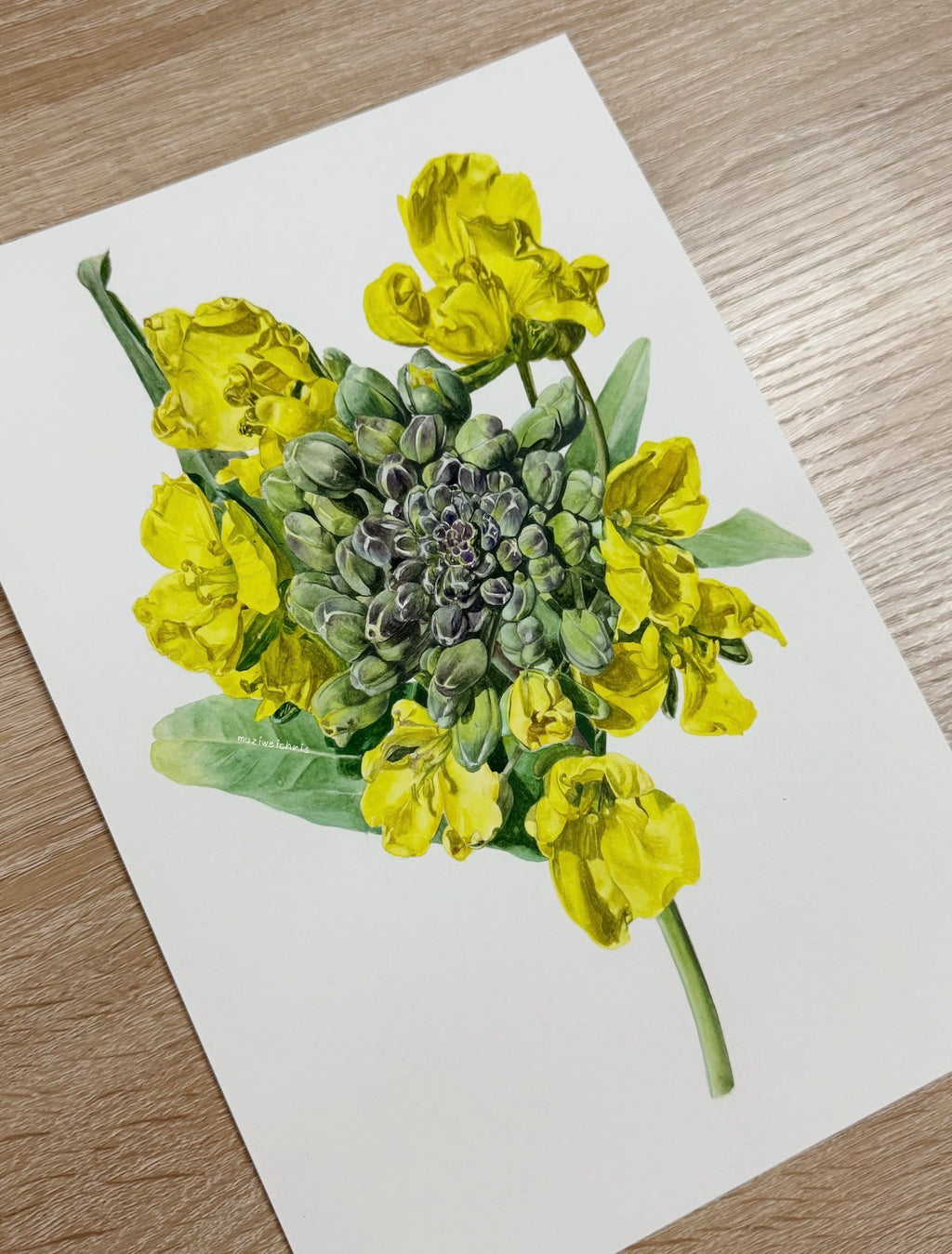 Botanical Rapeseed Blossom Watercolour Painting – 70 × 50 cm
