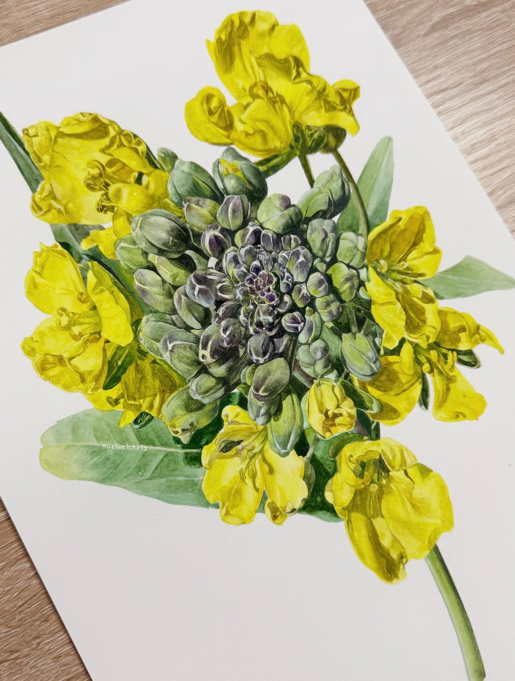 Botanical Rapeseed Blossom Watercolour Painting – 70 × 50 cm