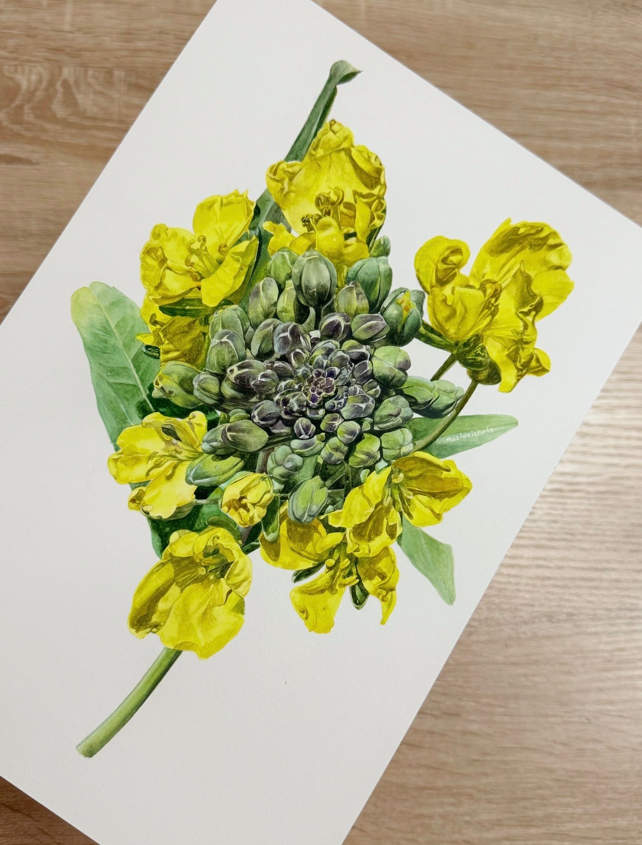 Botanical Rapeseed Blossom Watercolour Painting – 70 × 50 cm