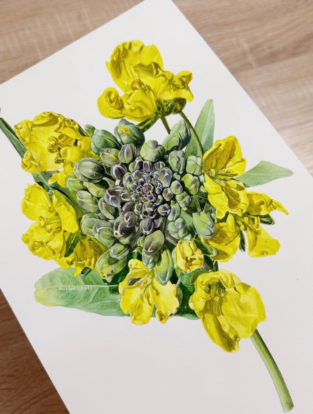 Botanical Rapeseed Blossom Watercolour Painting – 70 × 50 cm